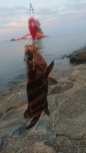 キジハタの釣果