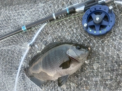 メジナの釣果