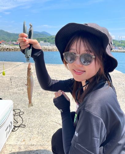 キスの釣果
