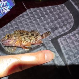 カサゴ