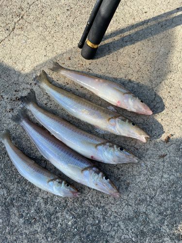 キスの釣果