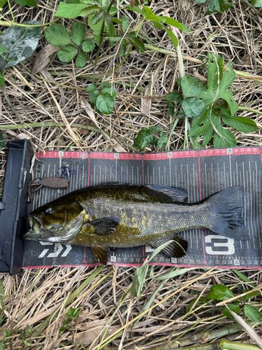 スモールマウスバスの釣果