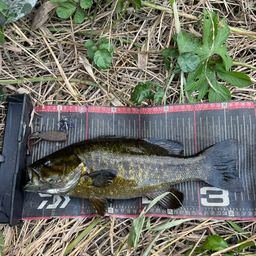 スモールマウスバス