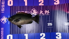 メジナの釣果