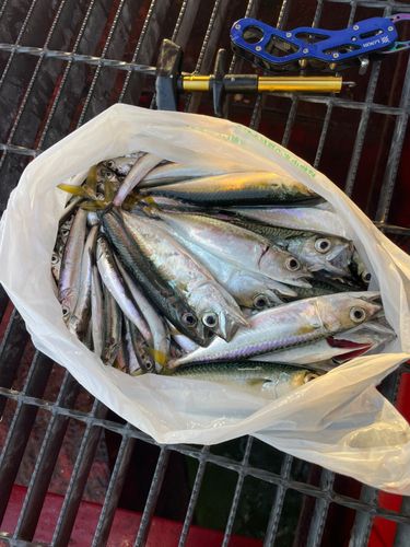 サバの釣果
