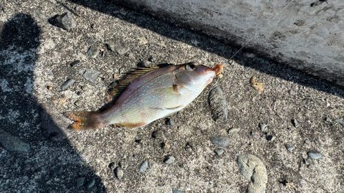 チャリコの釣果