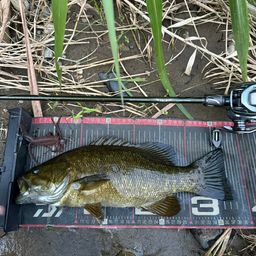 スモールマウスバス