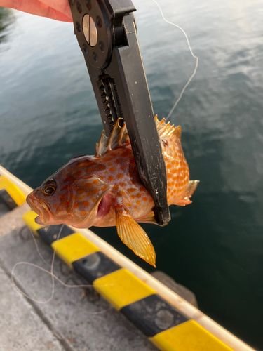 キジハタの釣果