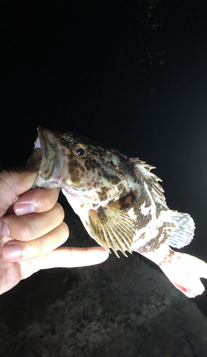 タケノコメバルの釣果