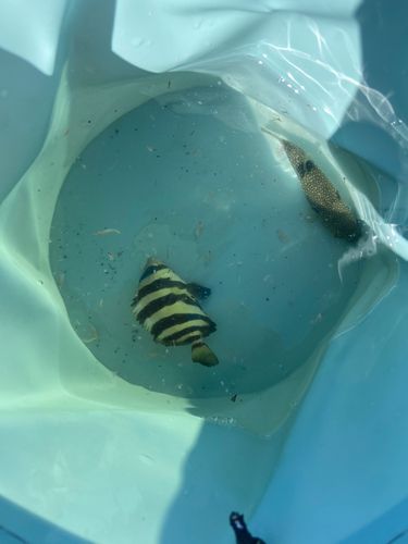 釣果