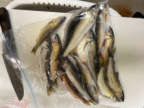 アユの釣果