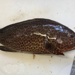 オオモンハタ