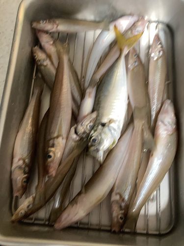 シロギスの釣果