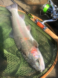 ニジマスの釣果