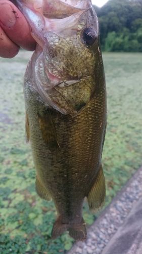 ラージマウスバスの釣果