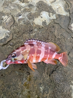 アカハタの釣果