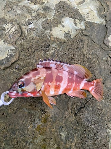 アカハタの釣果