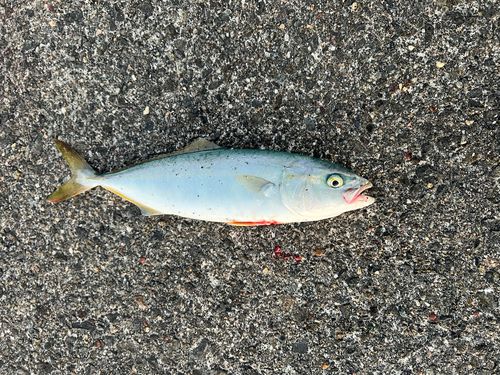フクラギの釣果