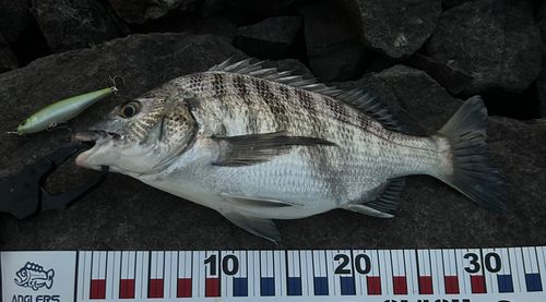 チヌの釣果
