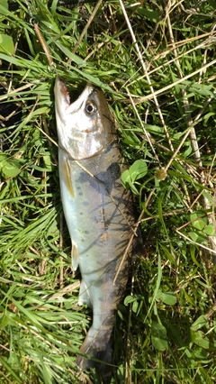 ヤマメの釣果