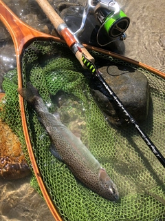 ニジマスの釣果