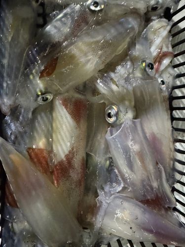 ケンサキイカの釣果