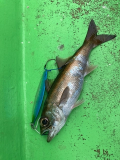 クロムツの釣果