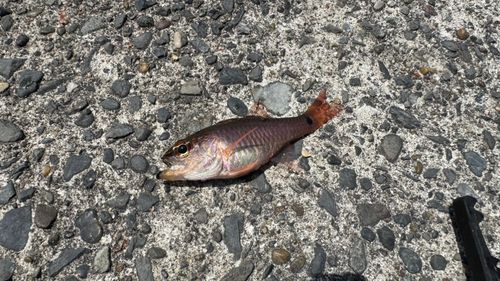 ネンブツダイの釣果