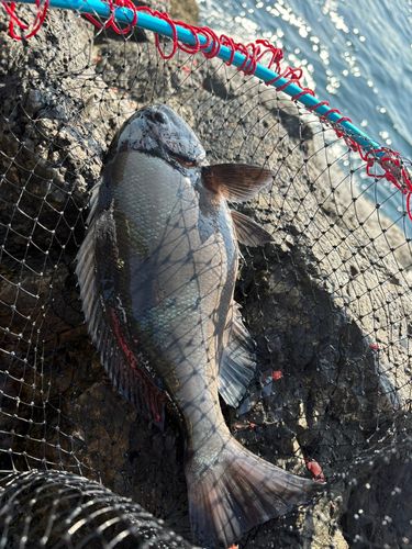 メジナの釣果