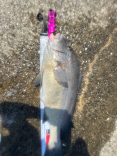 コロダイの釣果