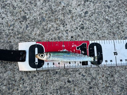 イワシの釣果