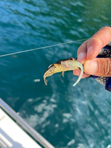 アサヒアナハゼの釣果