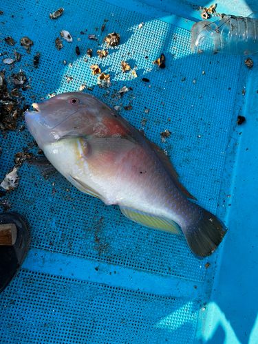 イラの釣果