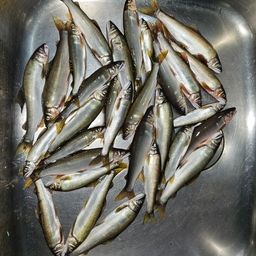 アユ