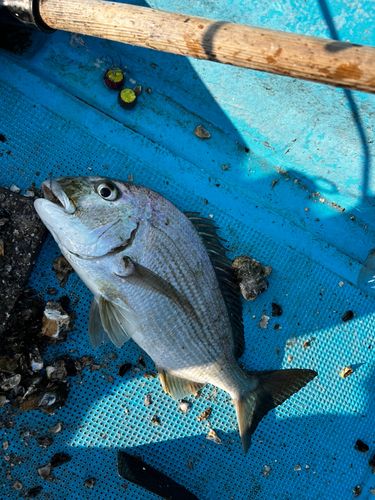ヘダイの釣果