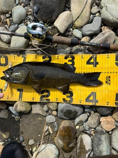スモールマウスバスの釣果