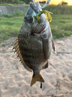 チヌの釣果