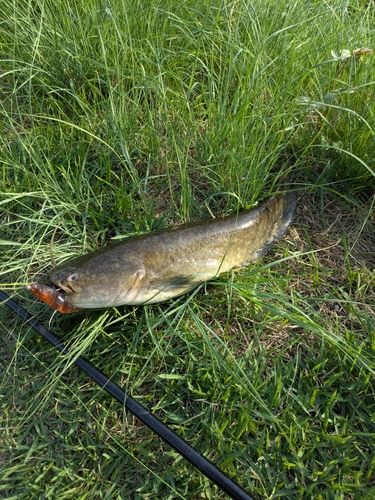 ナマズの釣果