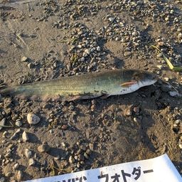 スモールマウスバス