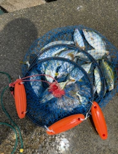 シオの釣果