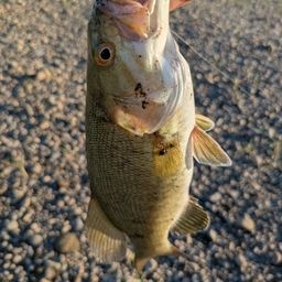 スモールマウスバス