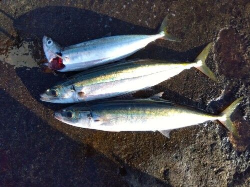 ムロアジの釣果
