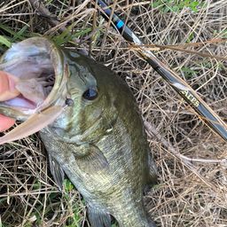 スモールマウスバス