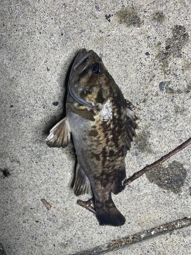 ムラソイの釣果