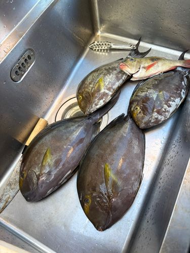 トカジャーの釣果