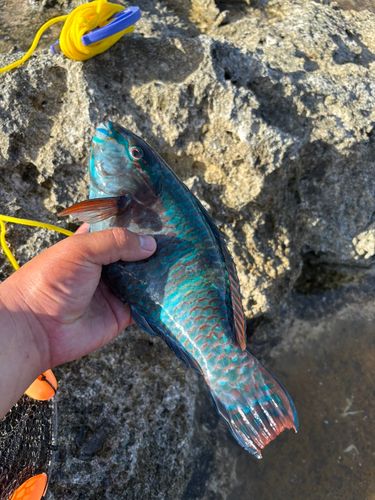 イラブチャーの釣果