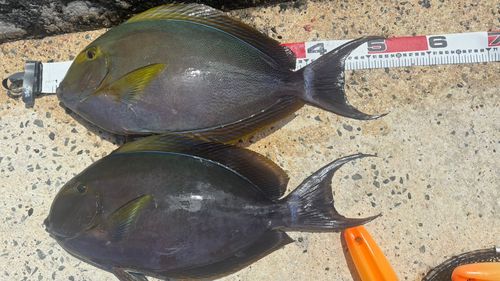 トカジャーの釣果