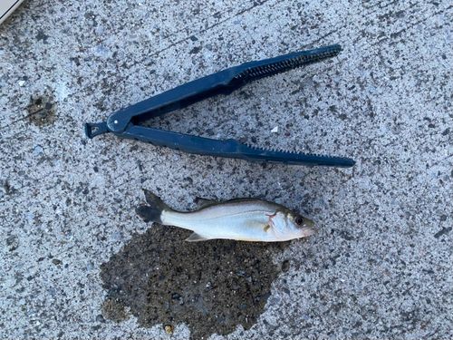 セイゴ（マルスズキ）の釣果