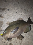 メジナの釣果