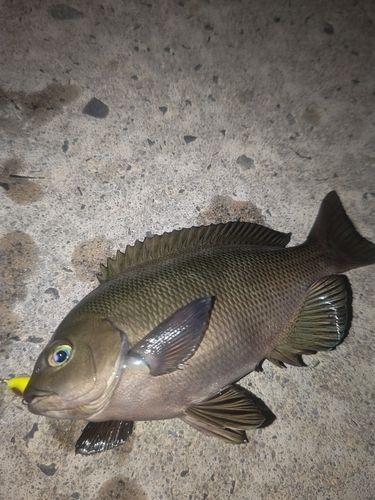 メジナの釣果